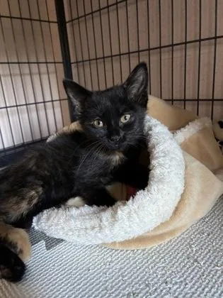 An adult small-sized female Domestic Short Hair cat named Karen for adoption in Barnesville, GA