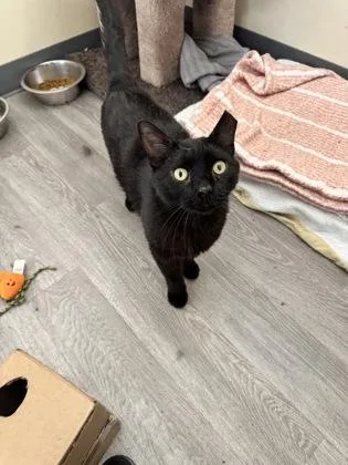 An adult small-sized male Domestic Short Hair cat named Jett for adoption in St. Anne, IL