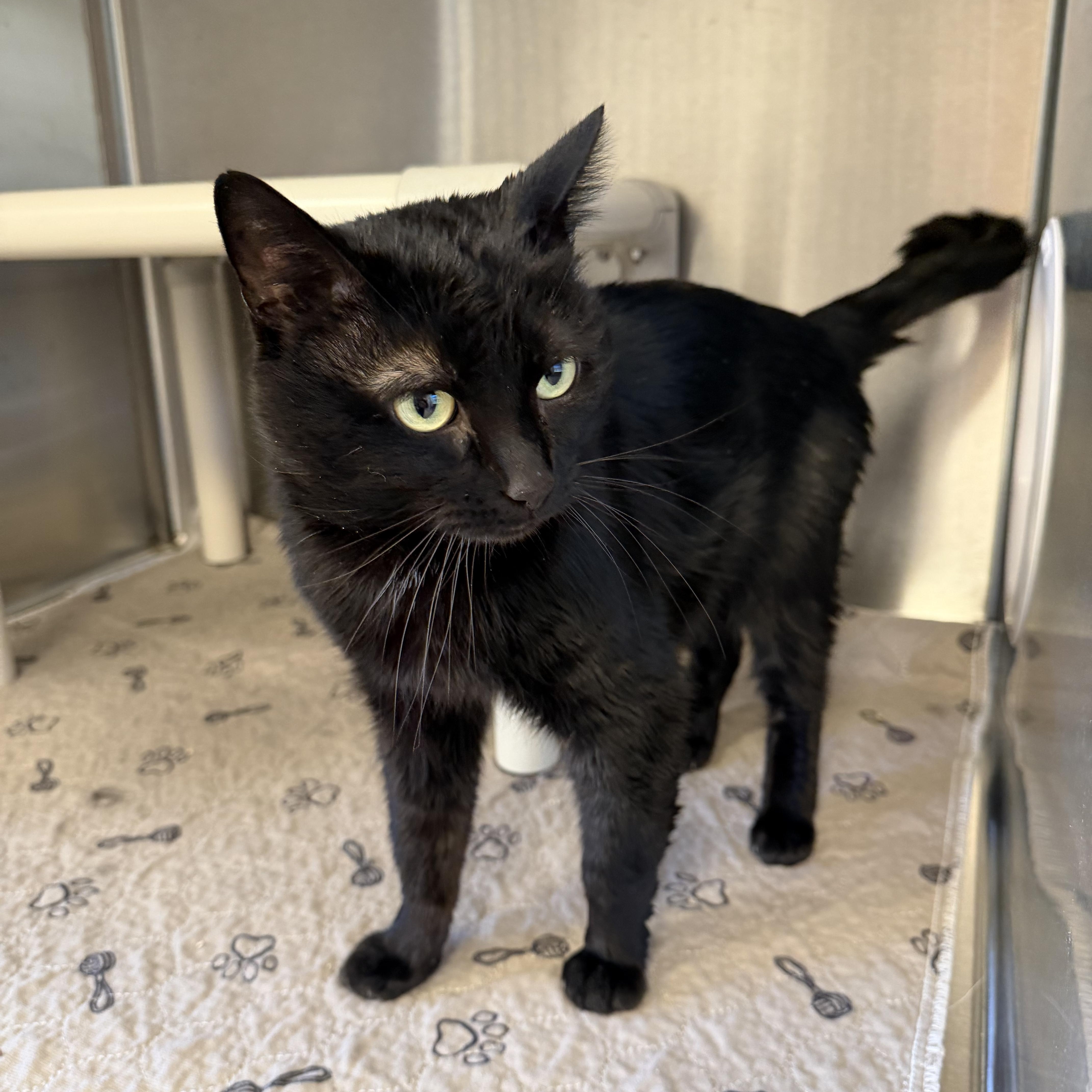 An adult medium-sized male Black Domestic Short Hair cat named Desmond for adoption in North Providence, RI