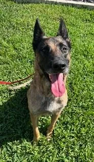 An adult medium-sized female Bicolor Belgian Shepherd / Malinois dog named Rayna for adoption in Longwood, FL
