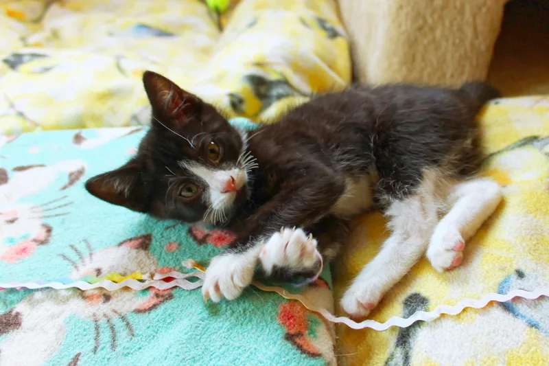 A baby medium-sized male Black & White / Tuxedo Domestic Short Hair cat named River for adoption in Urbana, OH