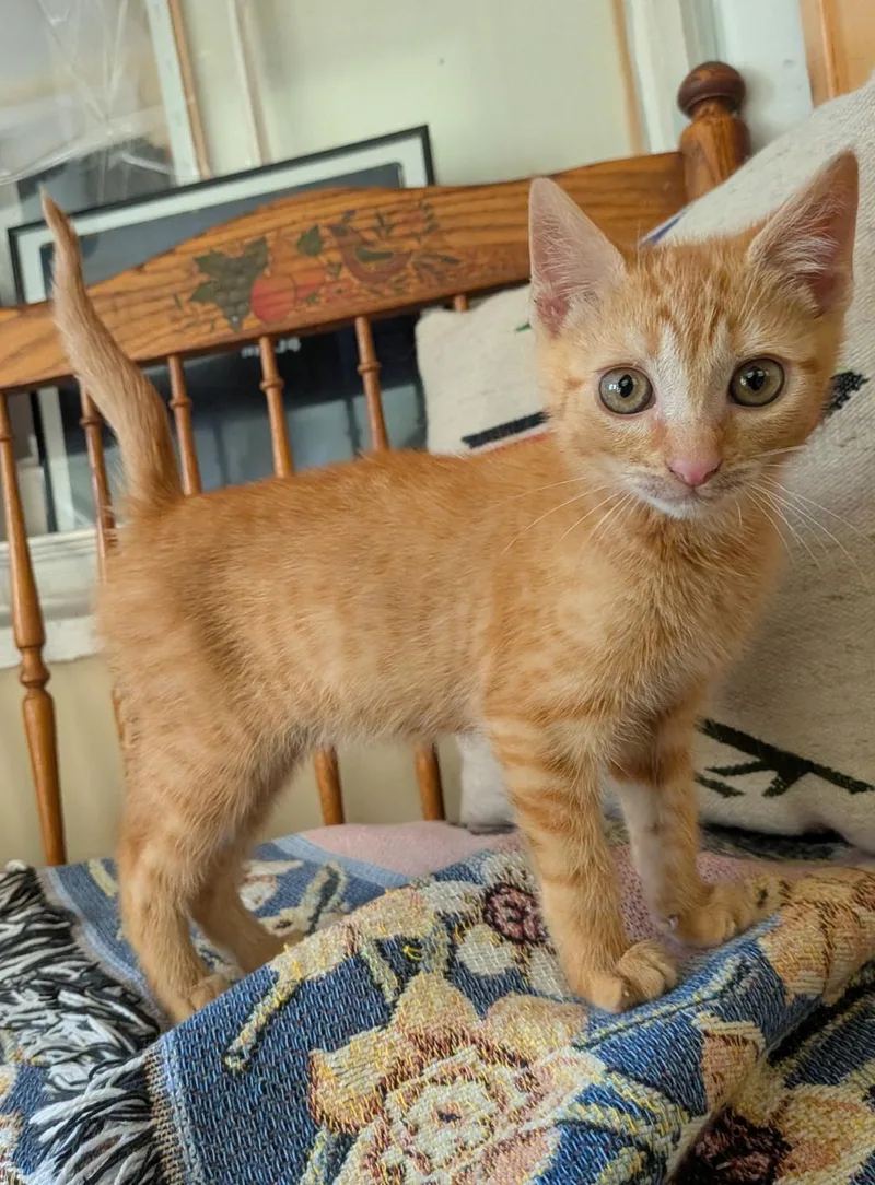 A baby medium-sized male Orange / Red Domestic Short Hair cat named Grapes for adoption in Wayne, NJ