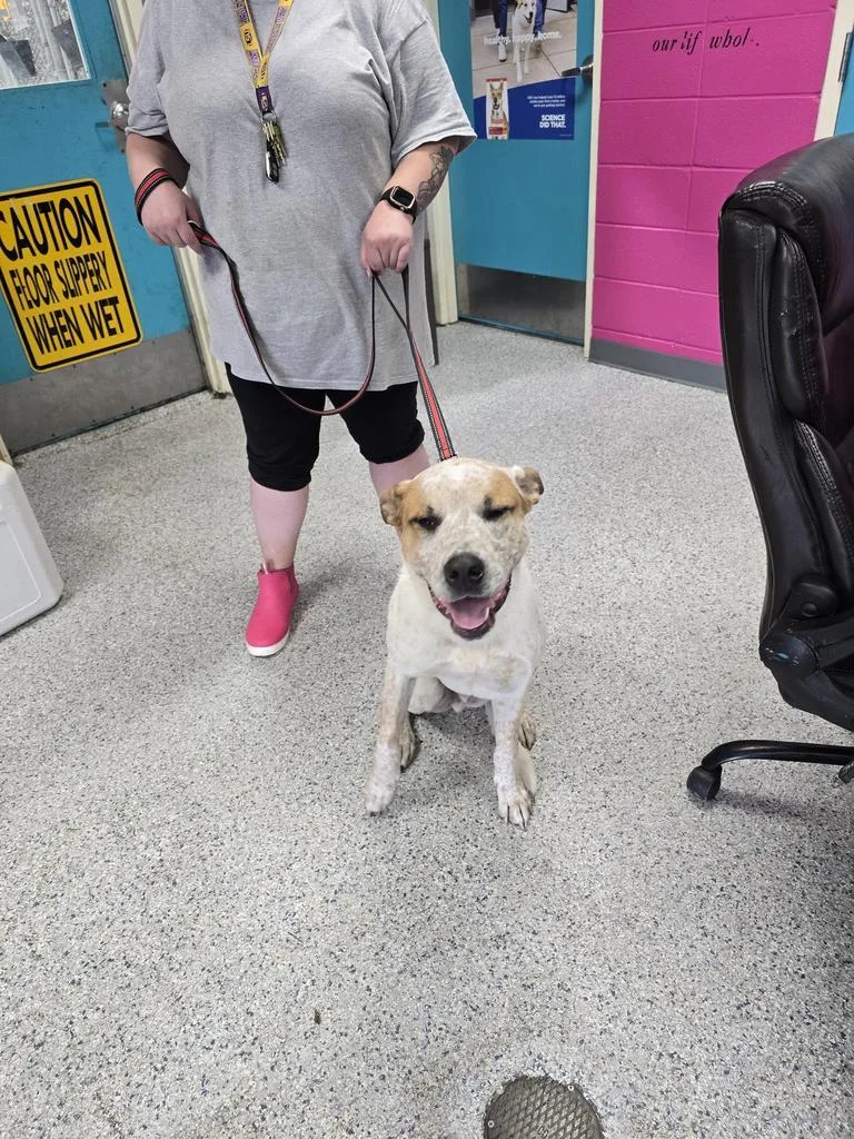 A young medium-sized male Boxer dog named Austin Powers for adoption in Livingston, LA