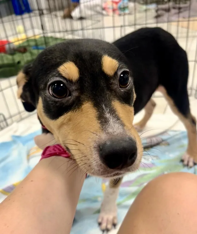 A baby medium-sized male Hound dog named Rocky for adoption in New Orleans, LA