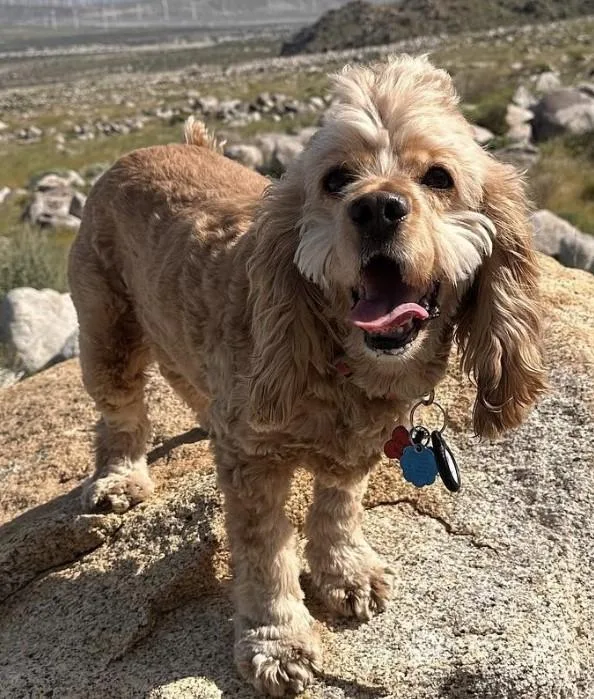 A senior small-sized male Yellow / Tan / Blond / Fawn Cocker Spaniel dog named Lord  Bergdorf Woofington for adoption in Parker, CO