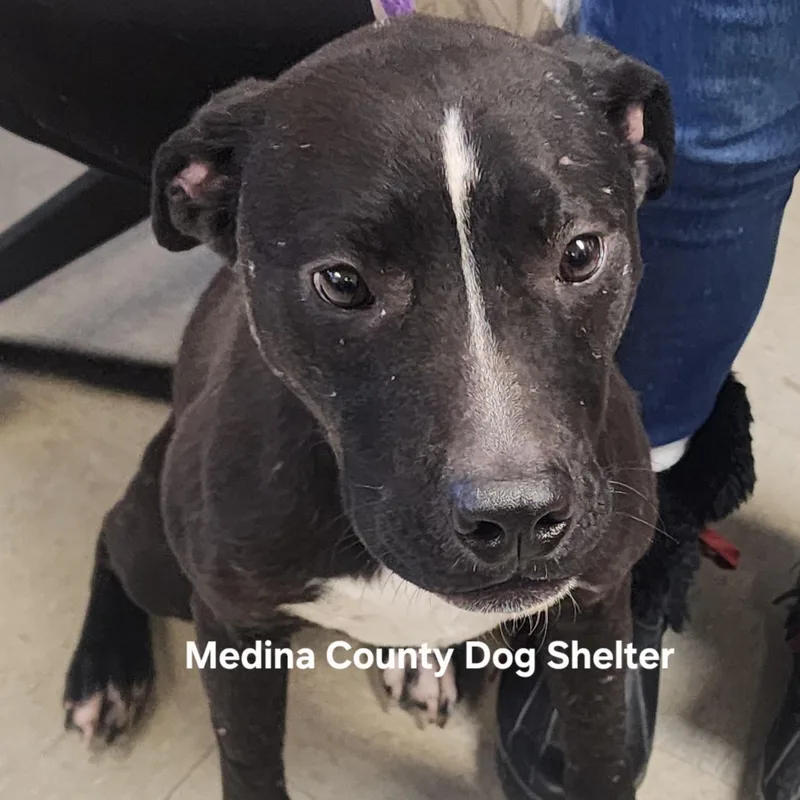 A young medium-sized female Black Pit Bull Terrier dog named Lucy for adoption in Medina, OH
