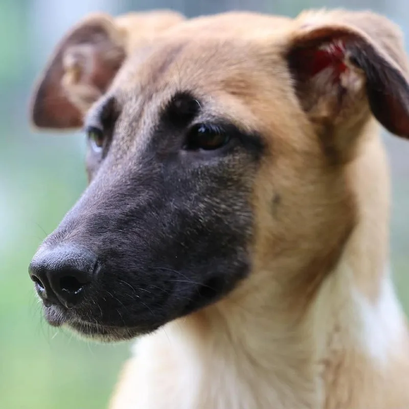 A baby medium-sized female Yellow / Tan / Blond / Fawn Belgian Shepherd / Malinois dog named Delta for adoption in Stephens City, VA