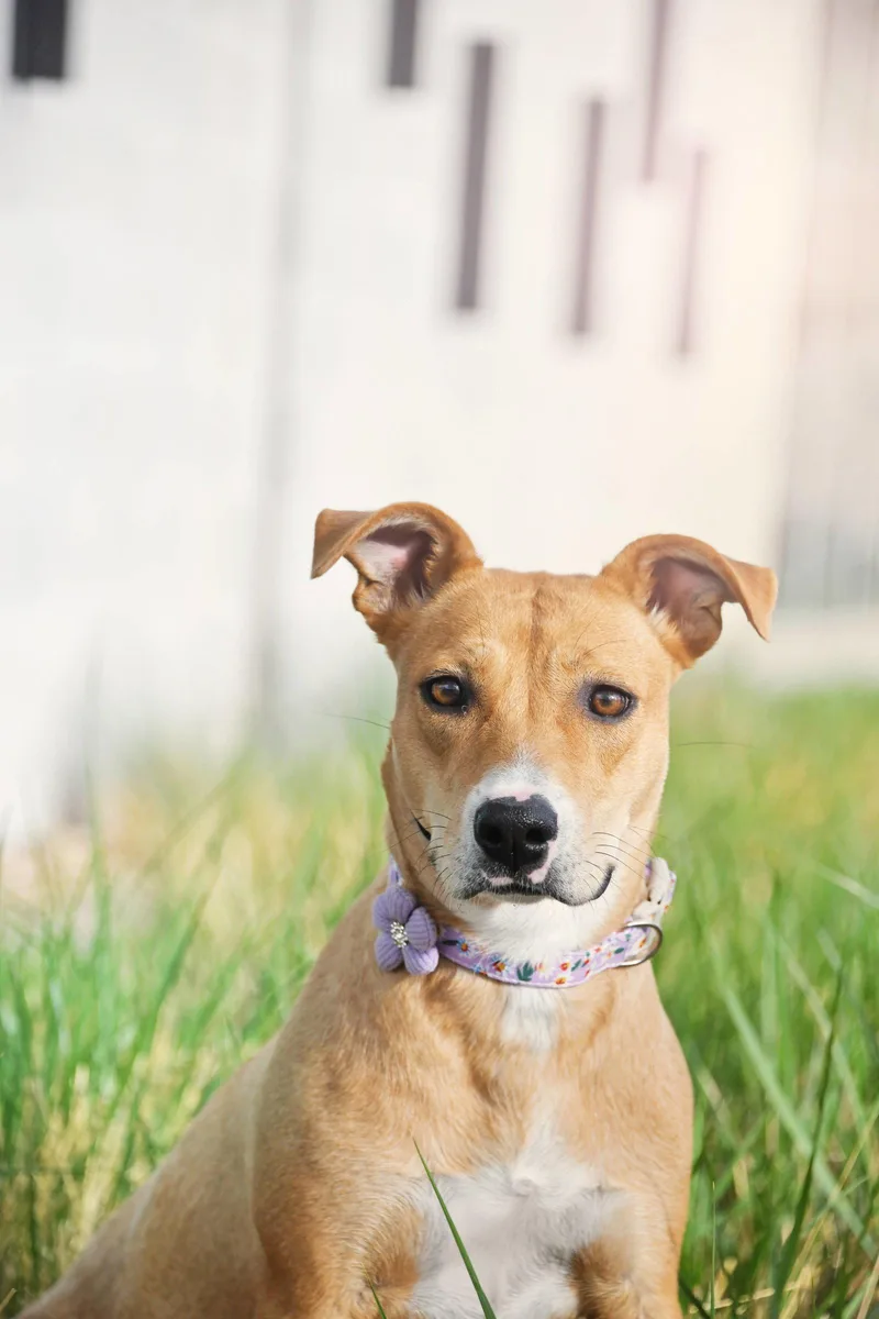 A baby medium-sized female Labrador Retriever dog named Mammas for adoption in Salt Lake City, UT