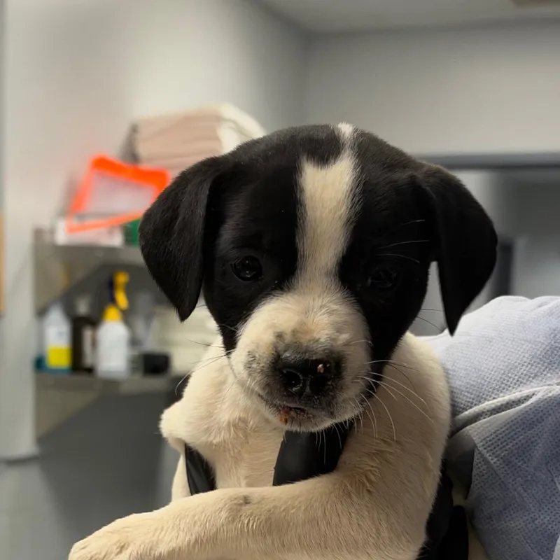 A baby small-sized female Mixed Breed dog named Wanda for adoption in Greenville, SC