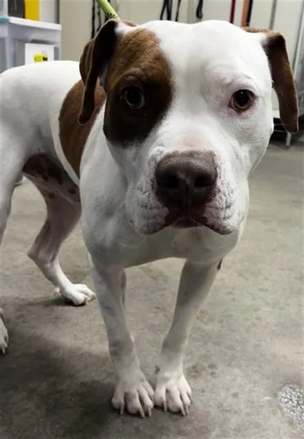 A young large-sized male Pit Bull Terrier dog named Davis for adoption in Upper Marlboro, MD