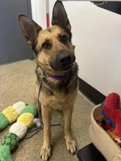 A young large-sized female Black German Shepherd Dog dog named Darby for adoption in Cleveland, OH