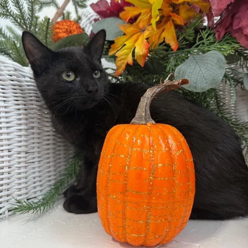 A baby small-sized female Black Domestic Short Hair cat named Rye Limon for adoption in Eaton Rapids, MI