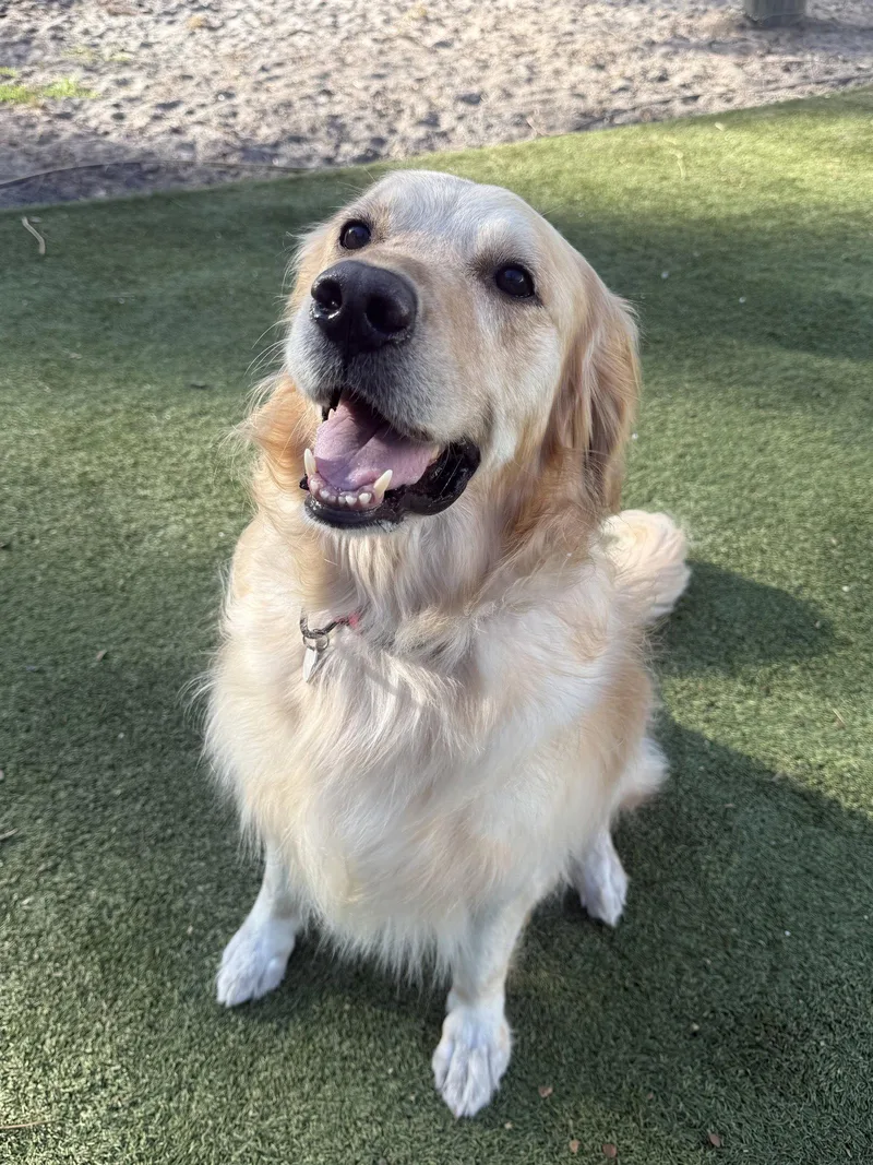 A young medium-sized male Golden Retriever dog named Titus Golden for adoption in Valrico, FL