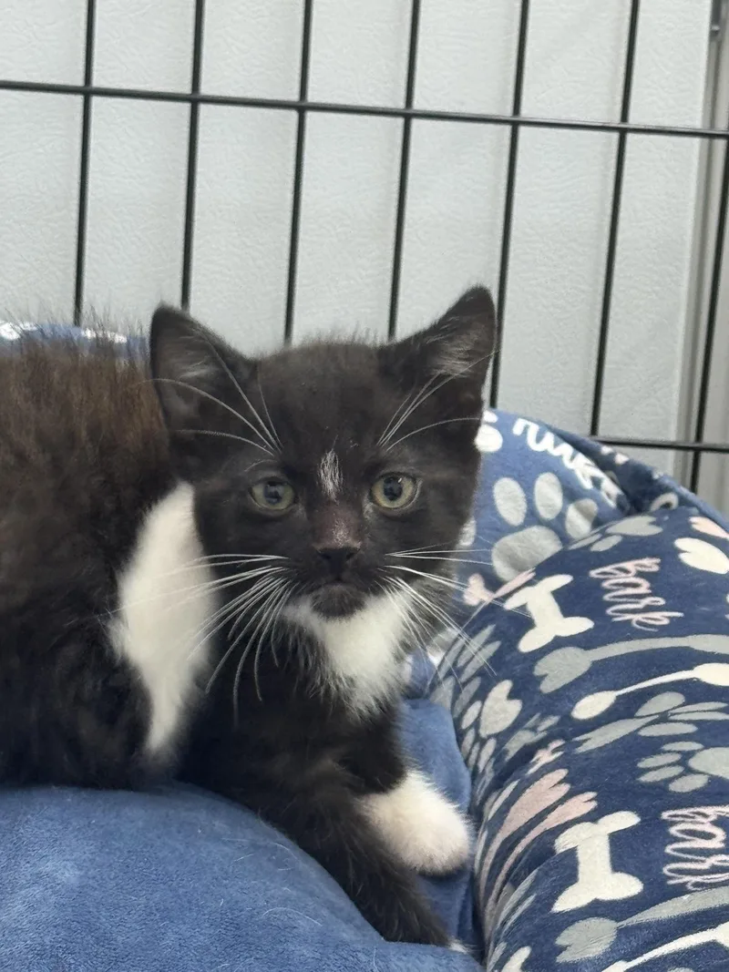 A baby medium-sized male Black & White / Tuxedo Domestic Short Hair cat named Lewis for adoption in Sonora, CA
