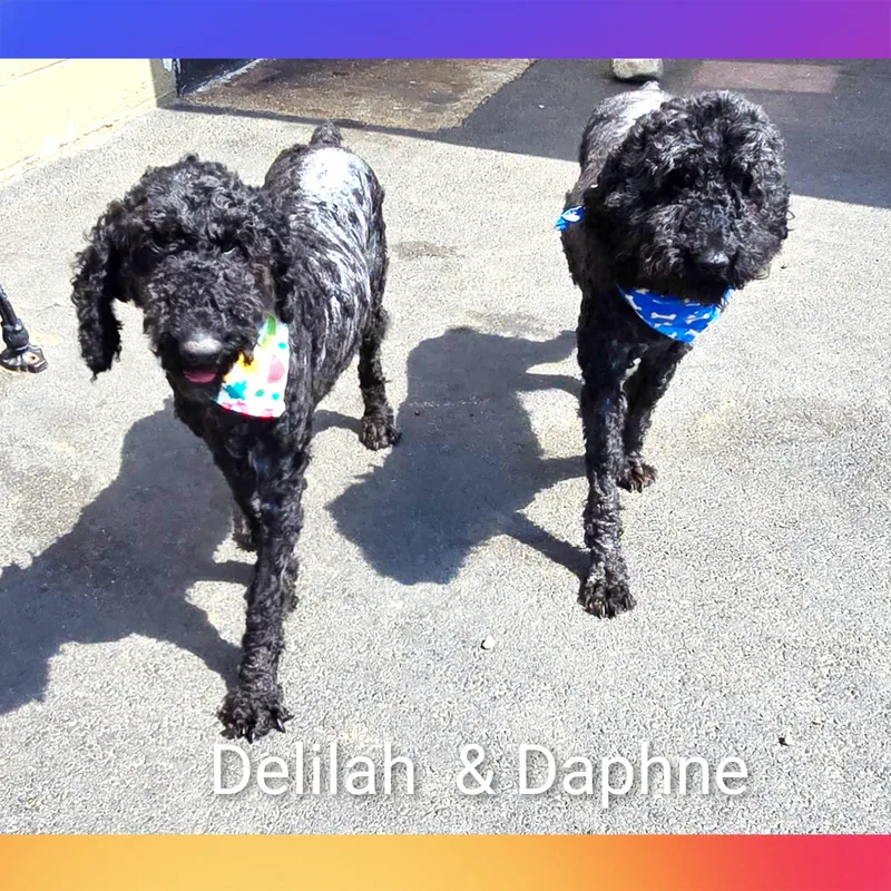 Delilah thumbnail 2