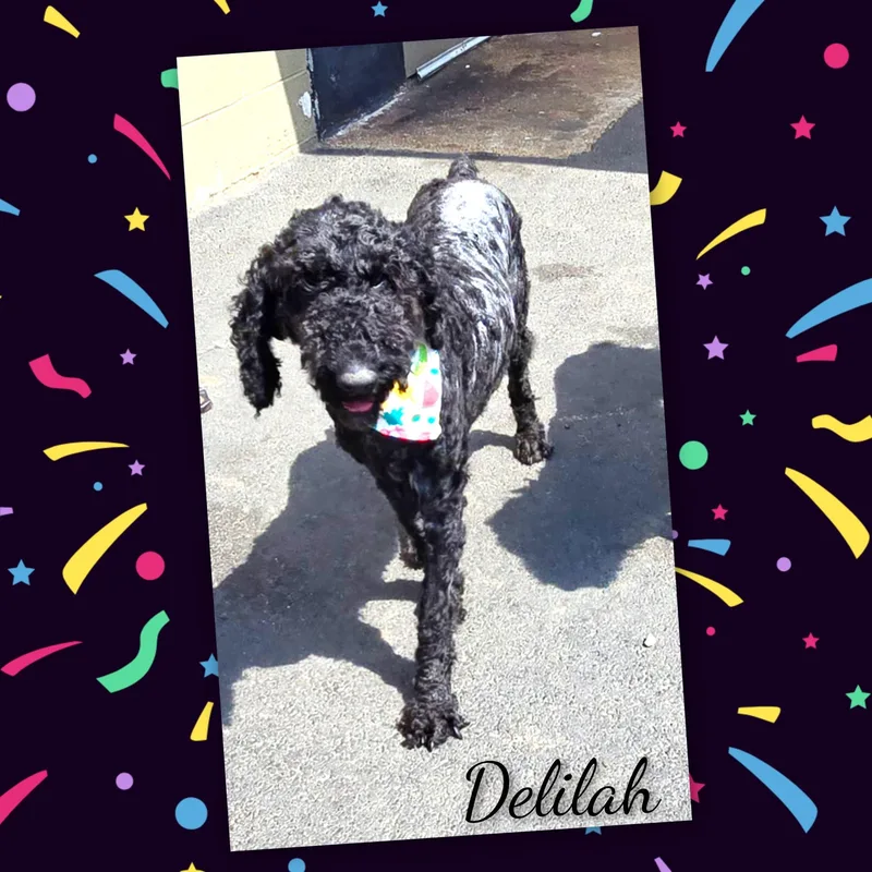 Delilah thumbnail 5