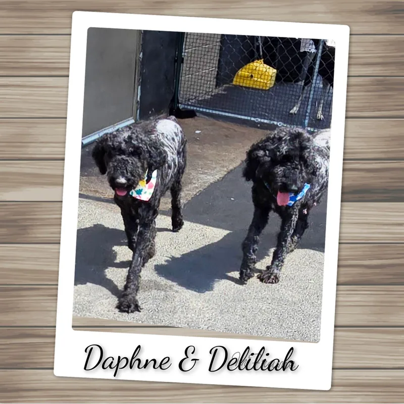 Delilah thumbnail 6