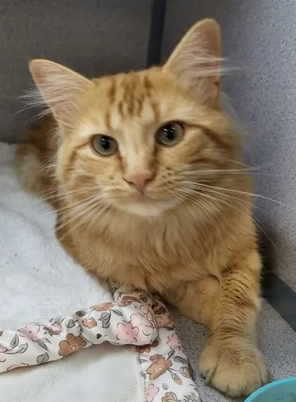 An adult small-sized male Domestic Medium Hair cat named Blondie for adoption in Canon City, CO