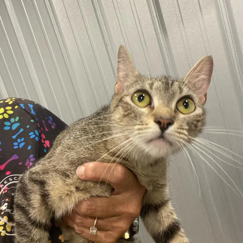 An adult medium-sized female Brown / Chocolate Domestic Short Hair cat named Magenta for adoption in Parrish, AL