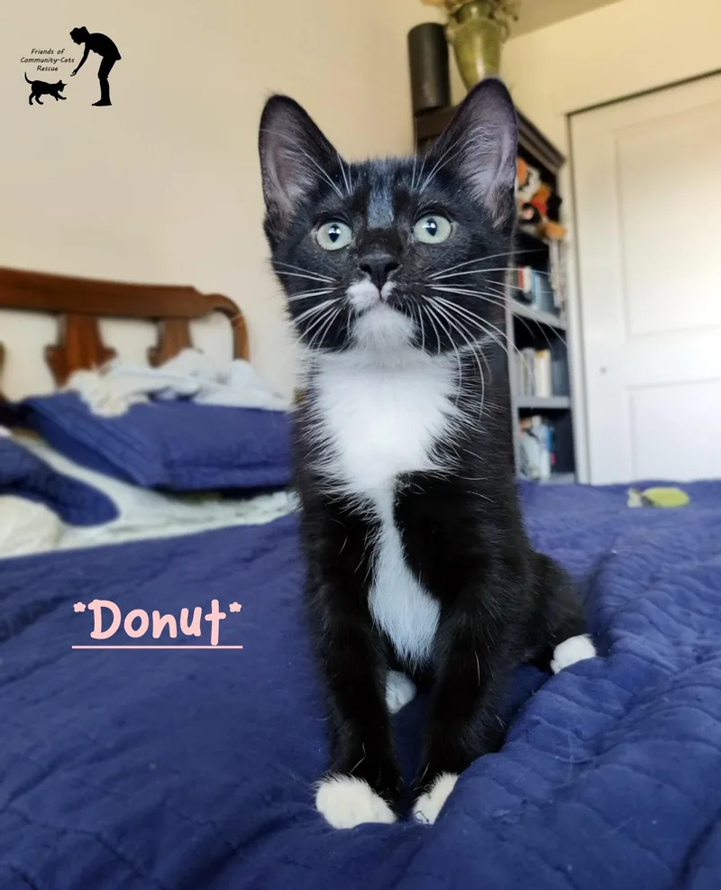 A young medium-sized female Black & White / Tuxedo Domestic Short Hair cat named Donut for adoption in Centerville, UT