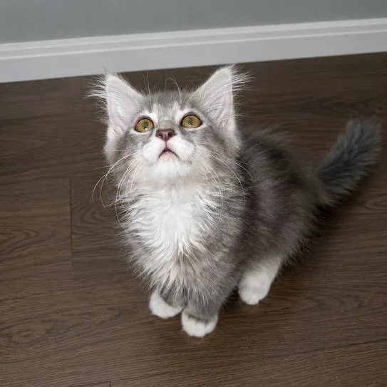 A baby small-sized female Gray / Blue / Silver Domestic Long Hair cat named Annie for adoption in Andover, MN