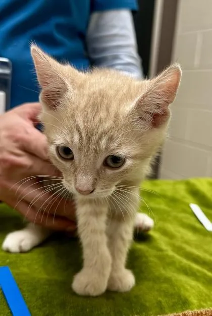 A baby small-sized male Domestic Short Hair cat named Renji for adoption in Westland, MI