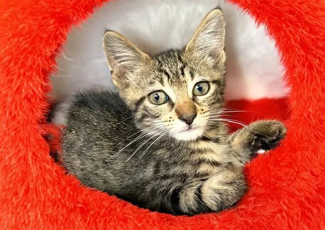 A baby medium-sized male Domestic Short Hair cat named Ryder for adoption in Fort Lauderdale, FL