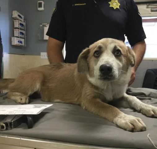 A baby medium-sized female German Shepherd Dog dog named Minnie for adoption in Riverside, CA