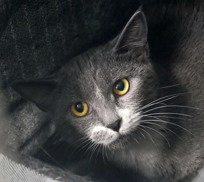 A young small-sized female Domestic Short Hair cat named Smokey for adoption in Bloomingdale, NJ