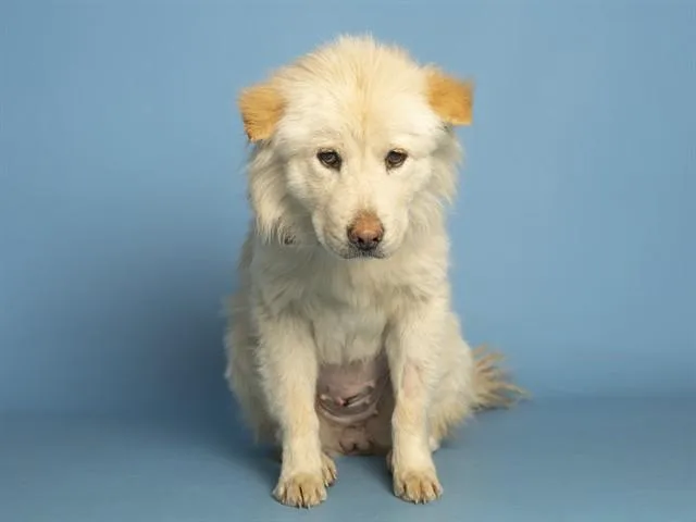 Maggie