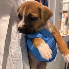 A baby small-sized female Pit Bull Terrier dog named Raspberry for adoption in Los Angeles, CA