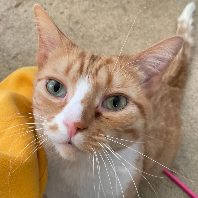 A senior small-sized male Orange / Red Domestic Short Hair cat named Peele for adoption in Abingdon, MD