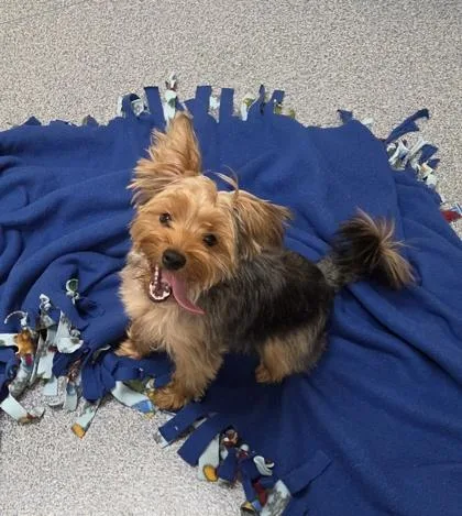 A baby small-sized female Yorkshire Terrier dog named Bella for adoption in Westland, MI