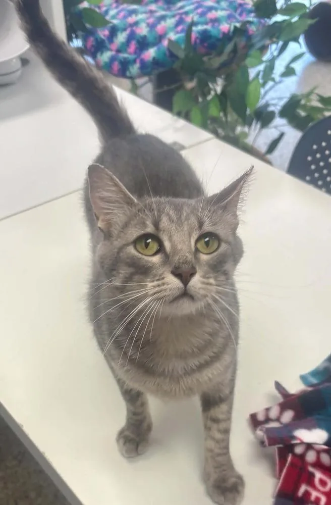 A young small-sized female Gray & White Domestic Short Hair cat named Quito for adoption in Plymouth, MN