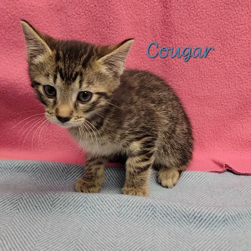 A baby small-sized male Brown / Chocolate Domestic Short Hair cat named Cougar for adoption in Parkersburg, WV
