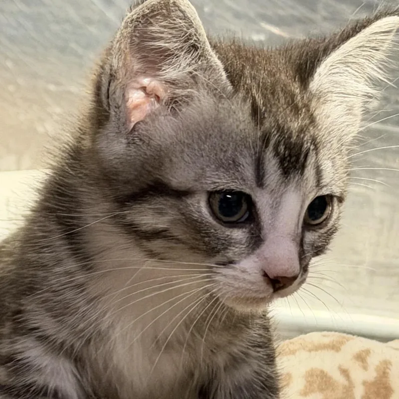 A baby small-sized female Gray / Blue / Silver Domestic Short Hair cat named Agatha for adoption in Pauls Valley, OK