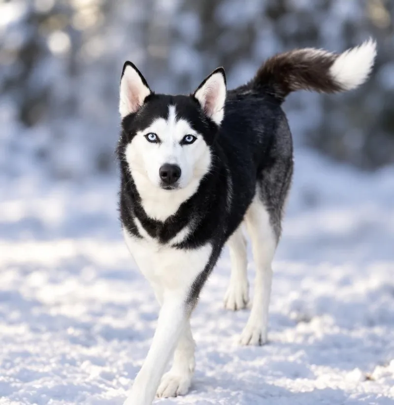 A young large-sized male Husky dog named Shadow for adoption in San Antonio, TX