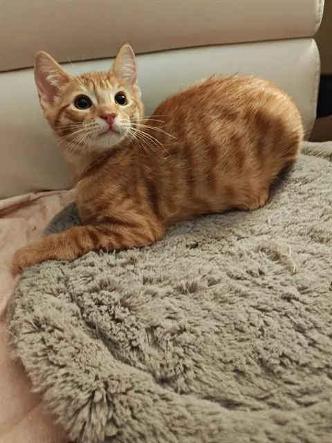 A baby small-sized male Domestic Short Hair cat named Red Maple for adoption in Tustin, CA