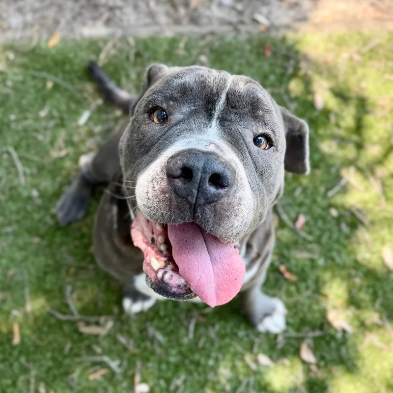 A senior large-sized male Mixed Breed dog named Gummy Bear for adoption in Milton, FL