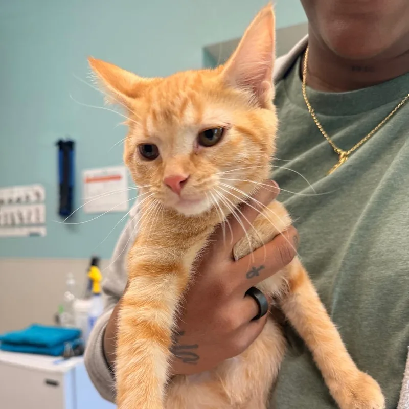 A baby small-sized female Orange / Red Domestic Short Hair cat named Allium for adoption in Saint Charles, MO