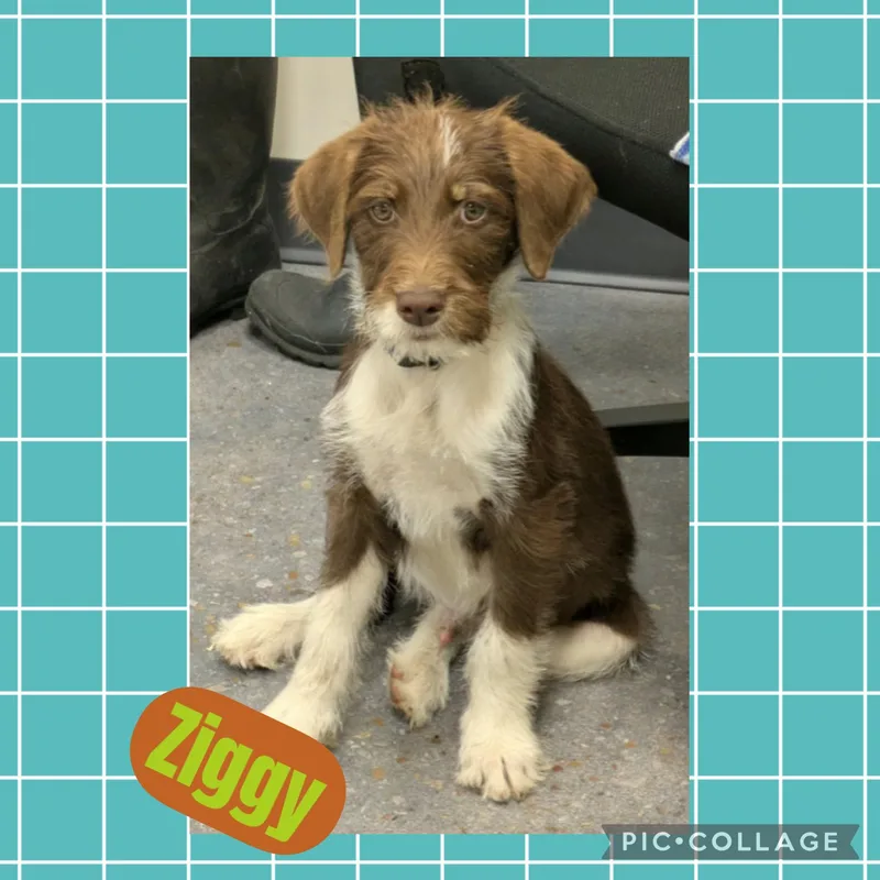A baby medium-sized male Brown / Chocolate Aussiedoodle dog named Ziggy for adoption in Ringwood, NJ