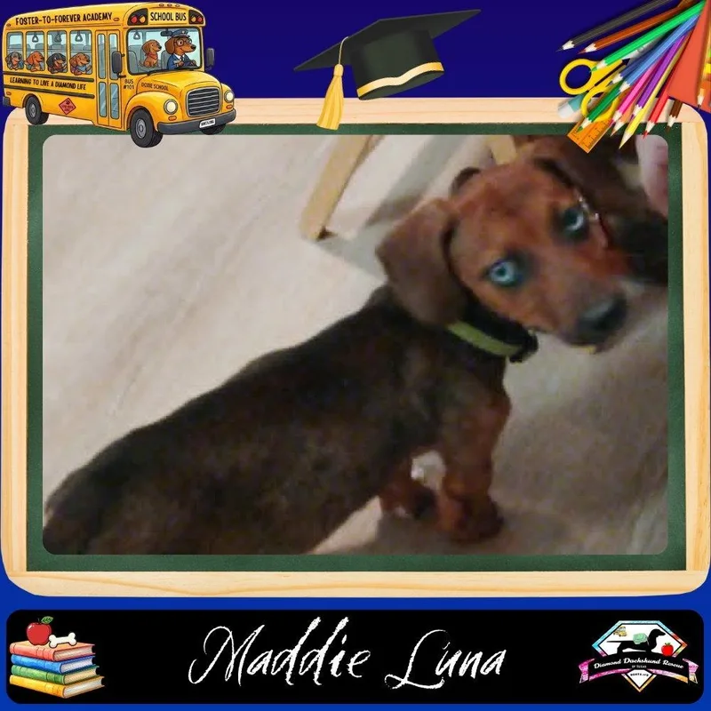 A young medium-sized female Dachshund dog named Maddie Luna for adoption in San Antonio, TX