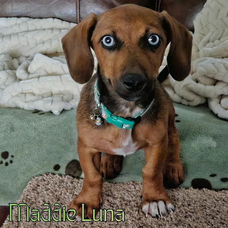 Maddie Luna thumbnail 2