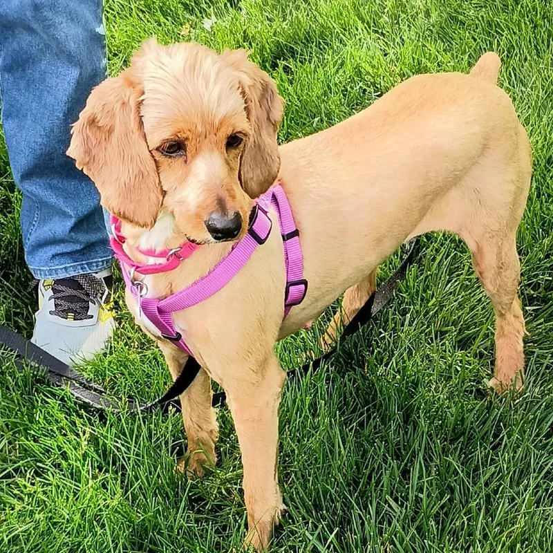 An adult medium-sized female Golden Poodle dog named Dopey for adoption in Delaware, OH