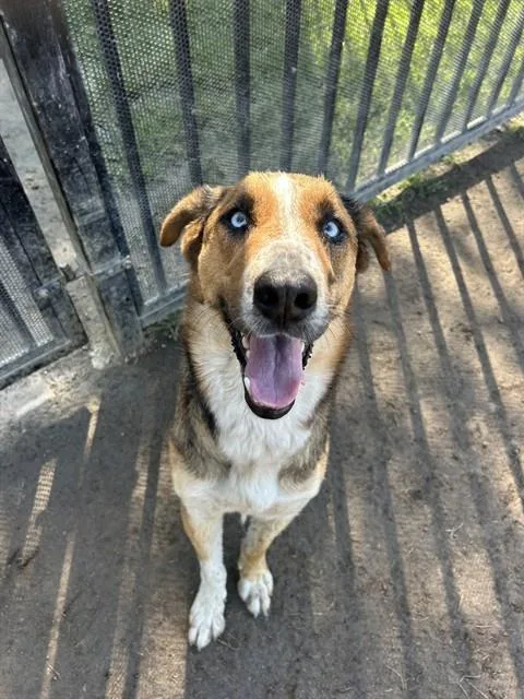 A young large-sized female Australian Shepherd dog named Willow for adoption in Riverside, CA