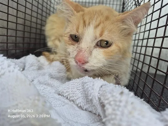 An adult large-sized male Domestic Medium Hair cat named Finn for adoption in San Antonio, TX