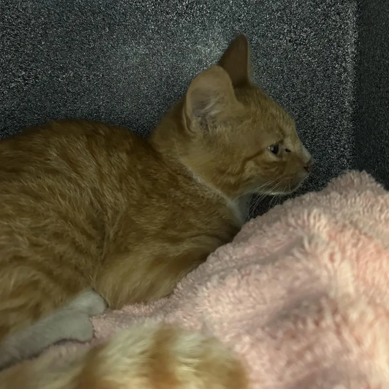 Rufus