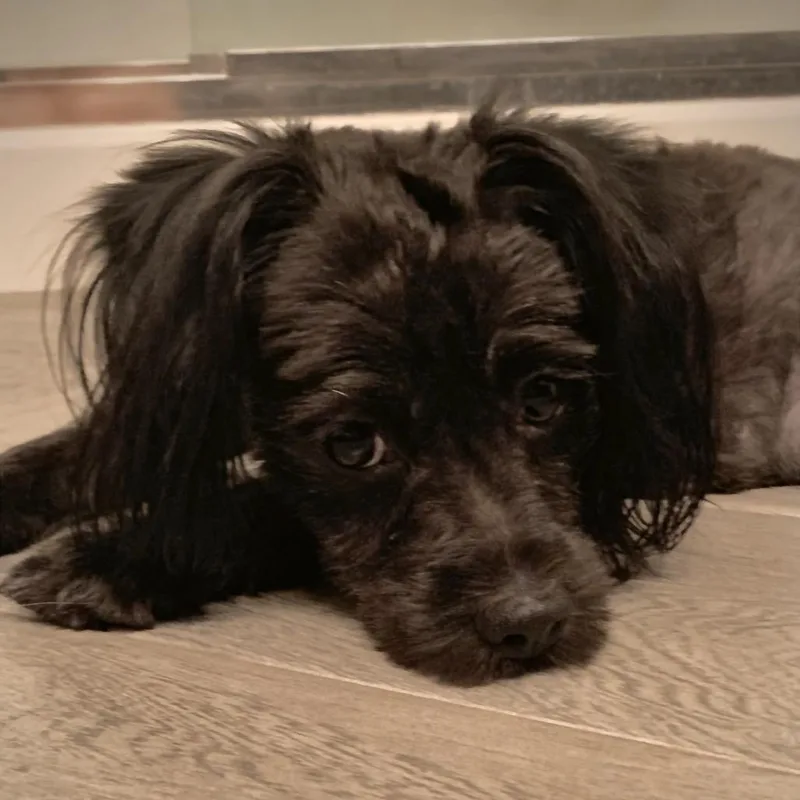 A young small-sized female Terrier dog named Marceline for adoption in Las Vegas, NV