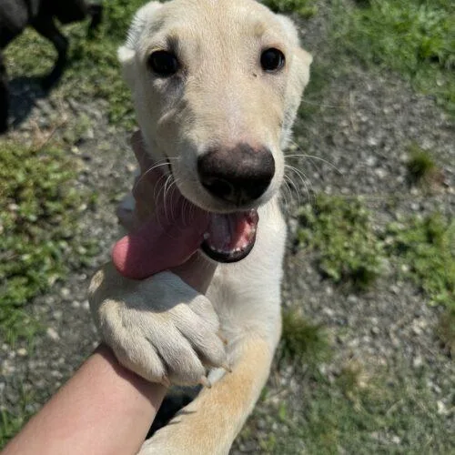 A young medium-sized female White / Cream Labrador Retriever dog named AnnieSuki for adoption in Hamden, CT