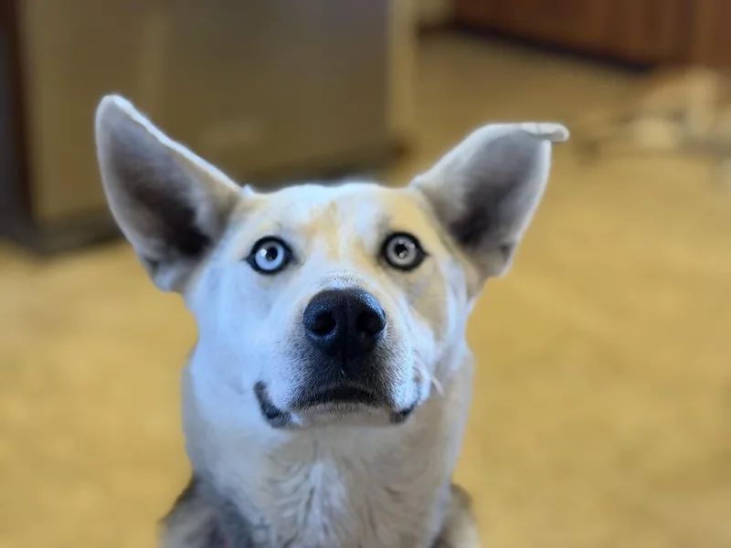 An adult medium-sized female German Shepherd Dog dog named Marley for adoption in Plymouth, MN